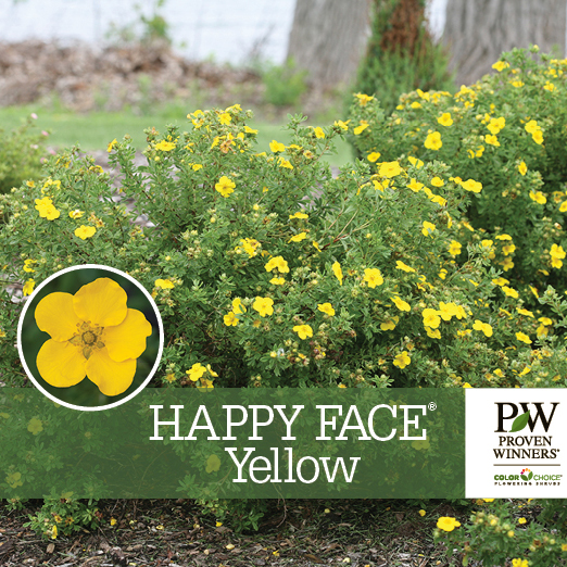 Preview of Happy Face® Yellow Potentilla Benchcard PDF