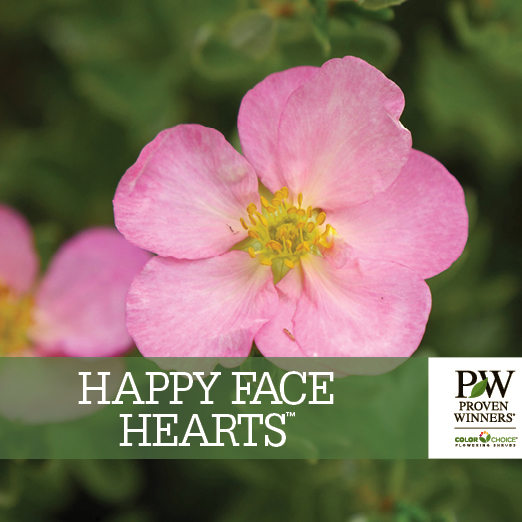 Preview of Happy Face Hearts® Potentilla Benchcard PDF