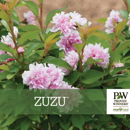 Preview of Zuzu® Prunus Benchcard PDF