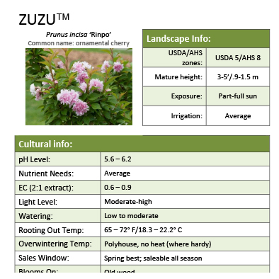 Preview of  Zuzu® Prunus Grower Sheet PDF