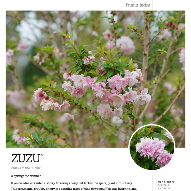 Preview of Zuzu® Prunus Spec Sheet PDF