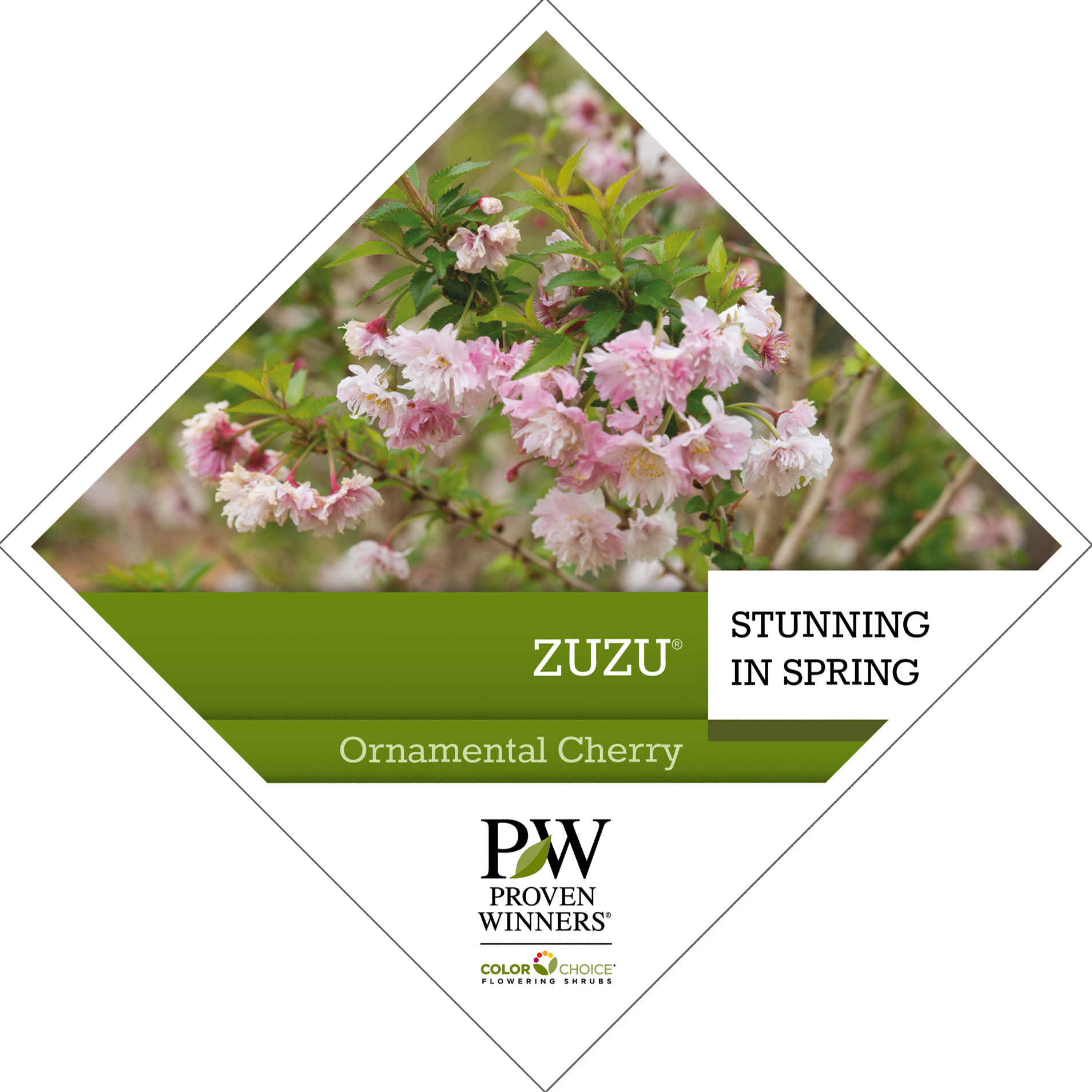 Preview of Zuzu® Prunus Tag PDF