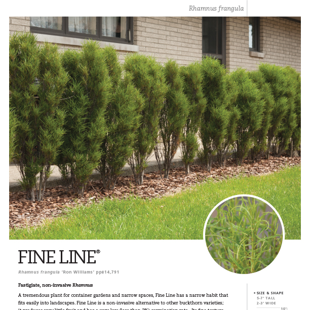 Preview of Fine Line® Rhamnus Spec Sheet PDF