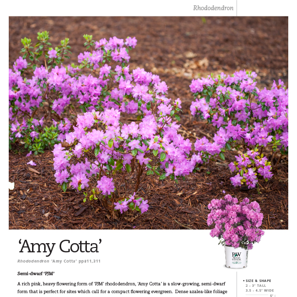 Preview of ‘Amy Cotta’ Rhododendron Spec Sheet PDF