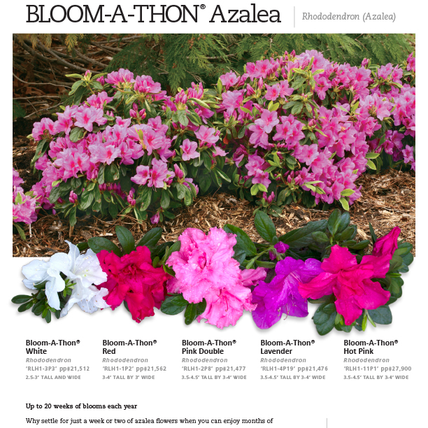 Preview of Bloom-A-Thon® Rhododendron Series Spec Sheet PDF