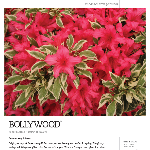Preview of Bollywood® Rhododendron Spec Sheet PDF