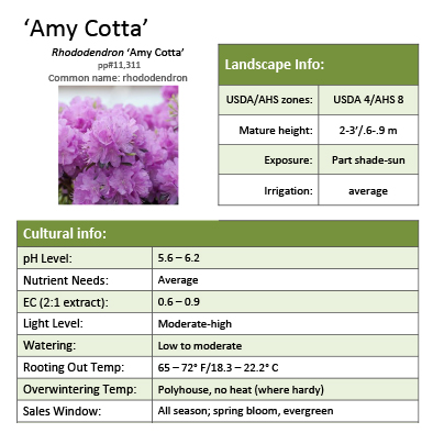 Preview of ‘Amy Cotta’ Rhododendron Grower Sheet PDF