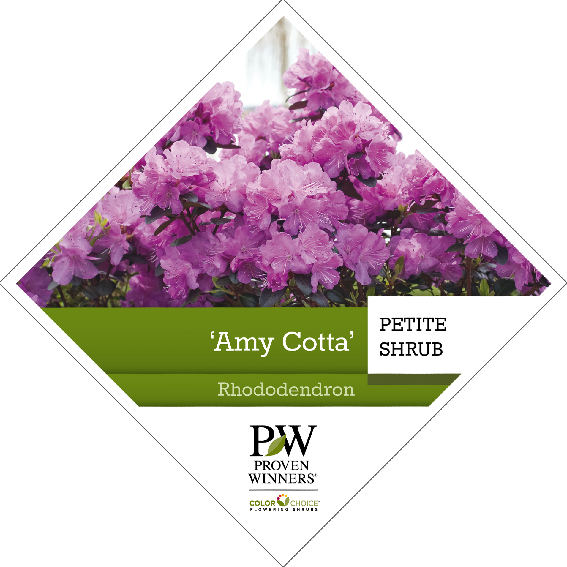 Preview of ‘Amy Cotta’ Rhododendron Tag PDF