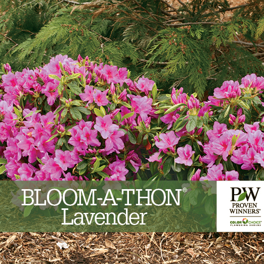 Preview of Bloom-A-Thon® Lavendar Rhododendron Benchcard PDF