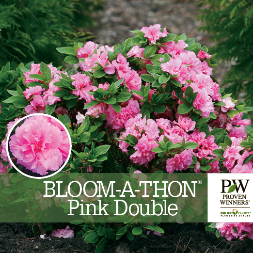 Preview of Bloom-A-Thon® Pink Double Rhododendron Benchcard PDF