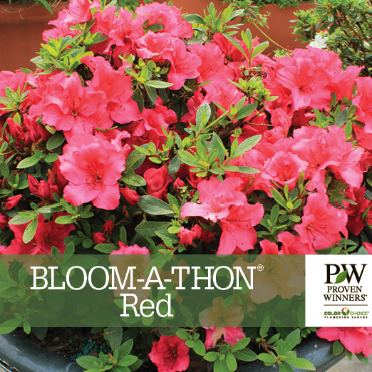 Preview of Bloom-A-Thon® Red Rhododendron Benchcard PDF