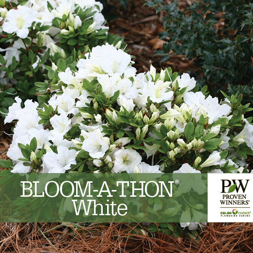Preview of Bloom-A-Thon® White Rhododendron Benchcard PDF