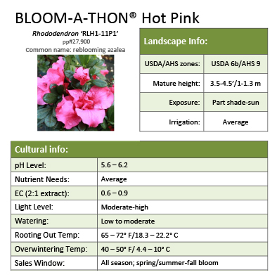 Preview of Bloom-A-Thon® Hot Pink Rhododendron Grower Sheet PDF