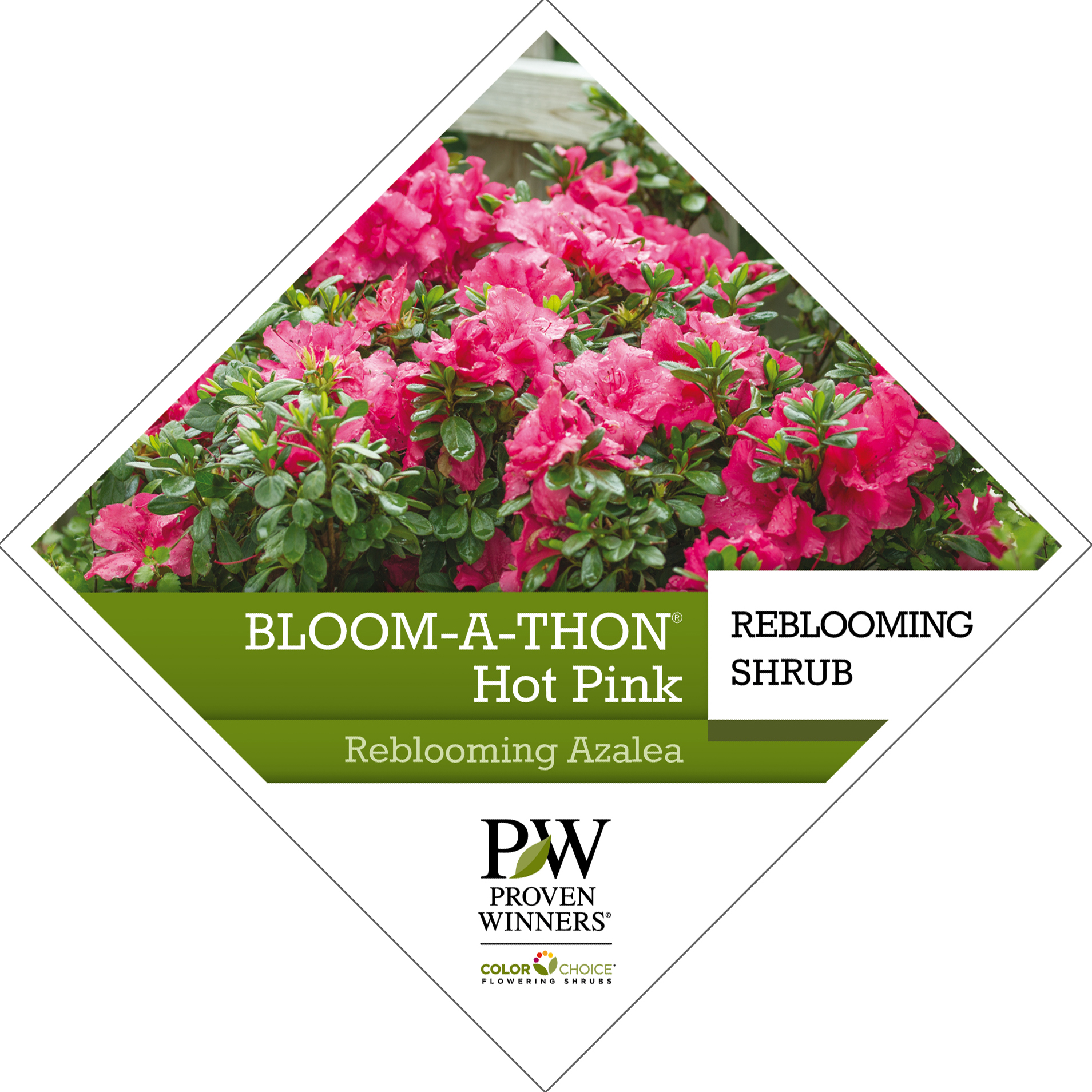 Preview of Bloom-A-Thon® Hot Pink Rhododendron Tag PDF