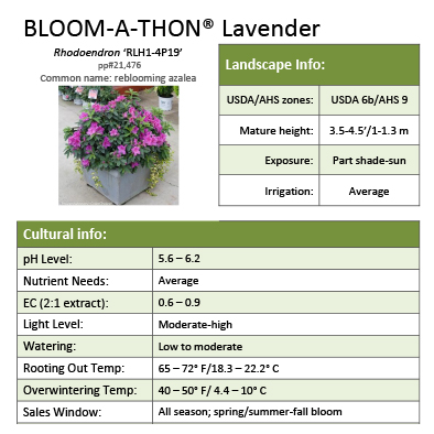 Preview of Bloom-A-Thon® Lavendar Rhododendron Grower Sheet PDF