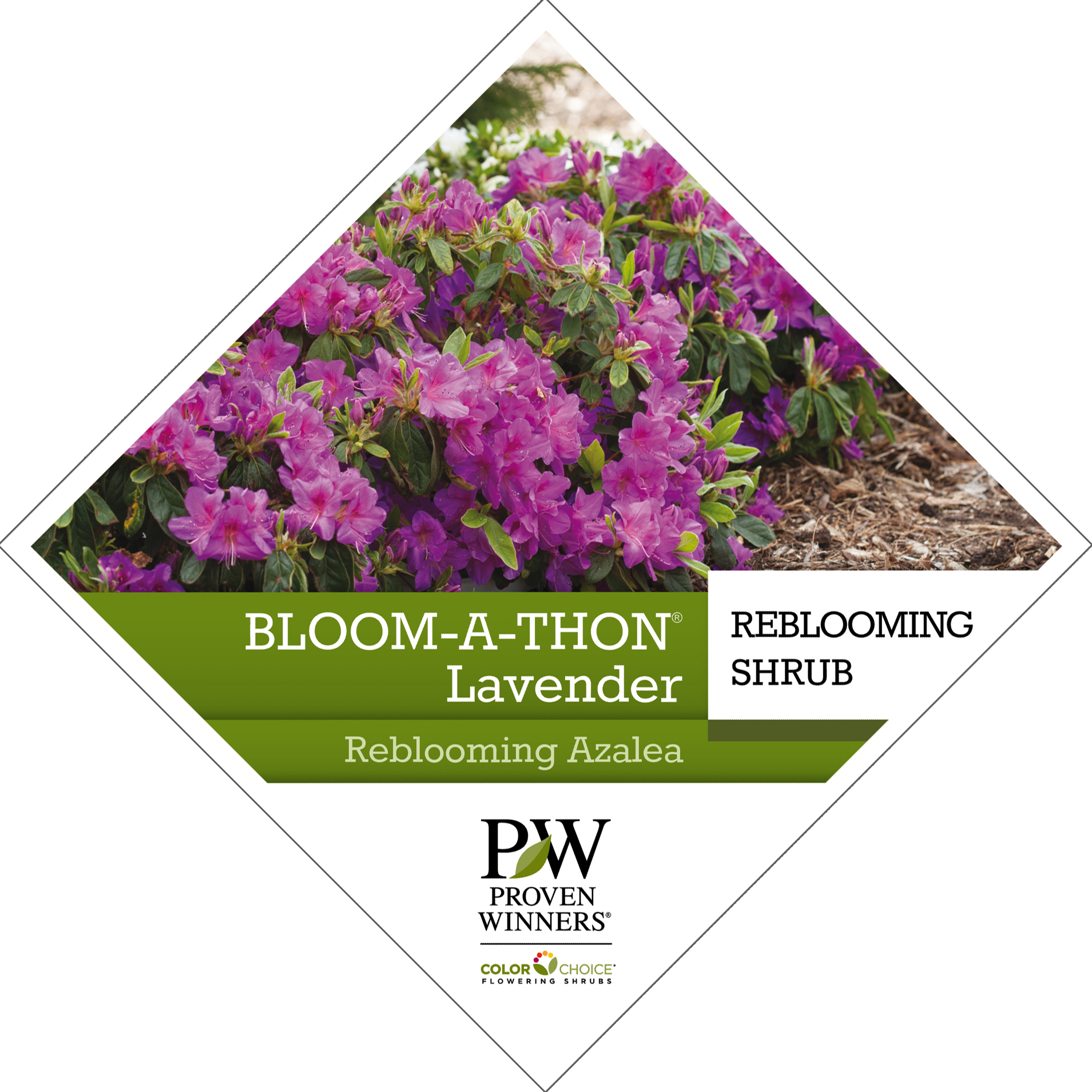 Preview of Bloom-A-Thon® Lavendar Rhododendron Tag PDF