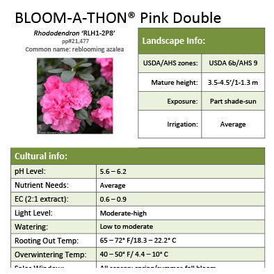 Preview of Bloom-A-Thon® Pink Double Rhododendron Grower Sheet PDF