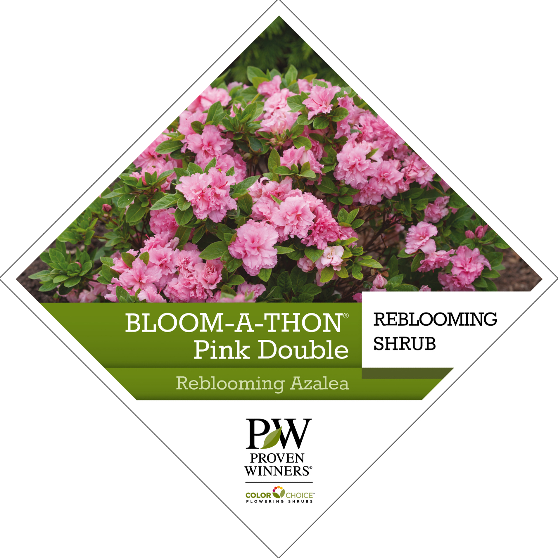 Preview of Bloom-A-Thon® Pink Double Rhododendron Tag PDF