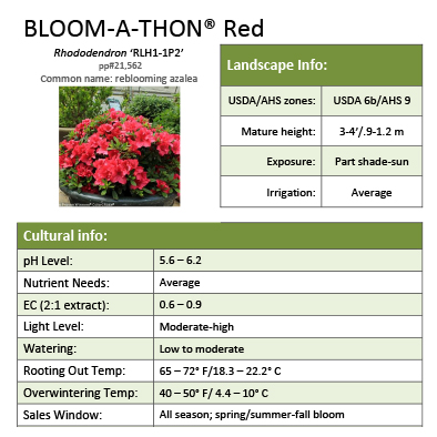 Preview of Bloom-A-Thon® Red Rhododendron Grower Sheet PDF