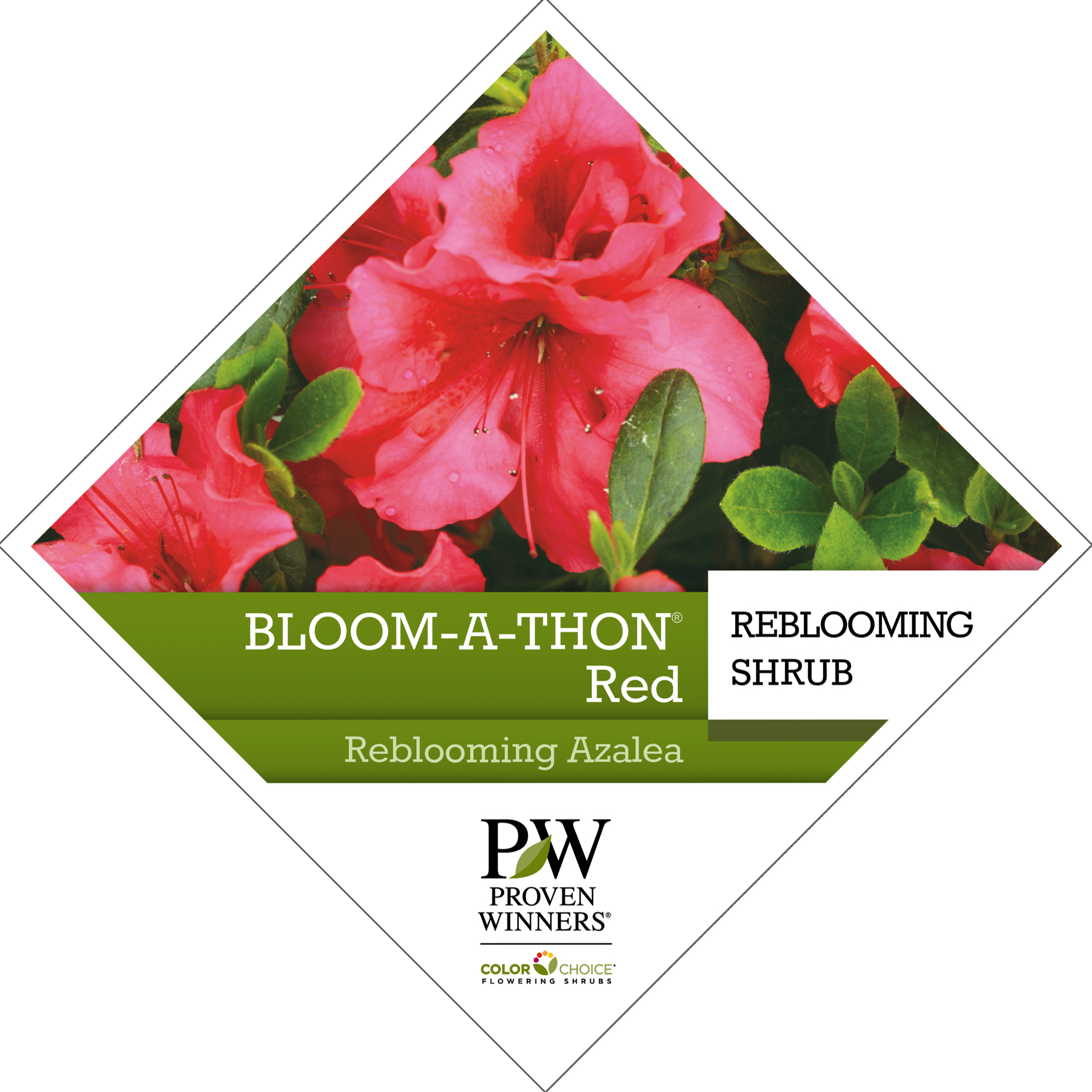 Preview of Bloom-A-Thon® Red Rhododendron Tag PDF