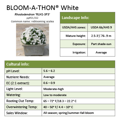 Preview of Bloom-A-Thon® White Rhododendron Grower Sheet PDF