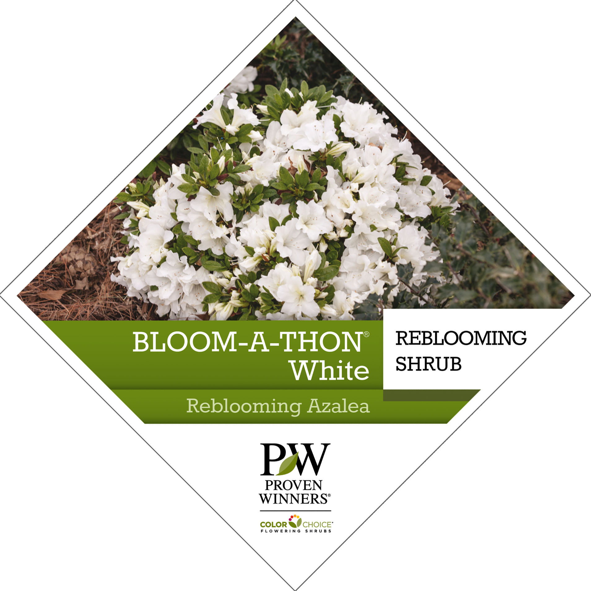 Preview of Bloom-A-Thon® White Rhododendron Tag PDF