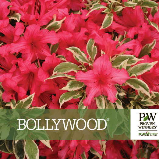 Preview of Bollywood® Rhododendron Benchcard PDF