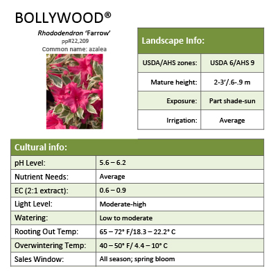 Preview of Bollywood® Rhododendron Grower Sheet PDF
