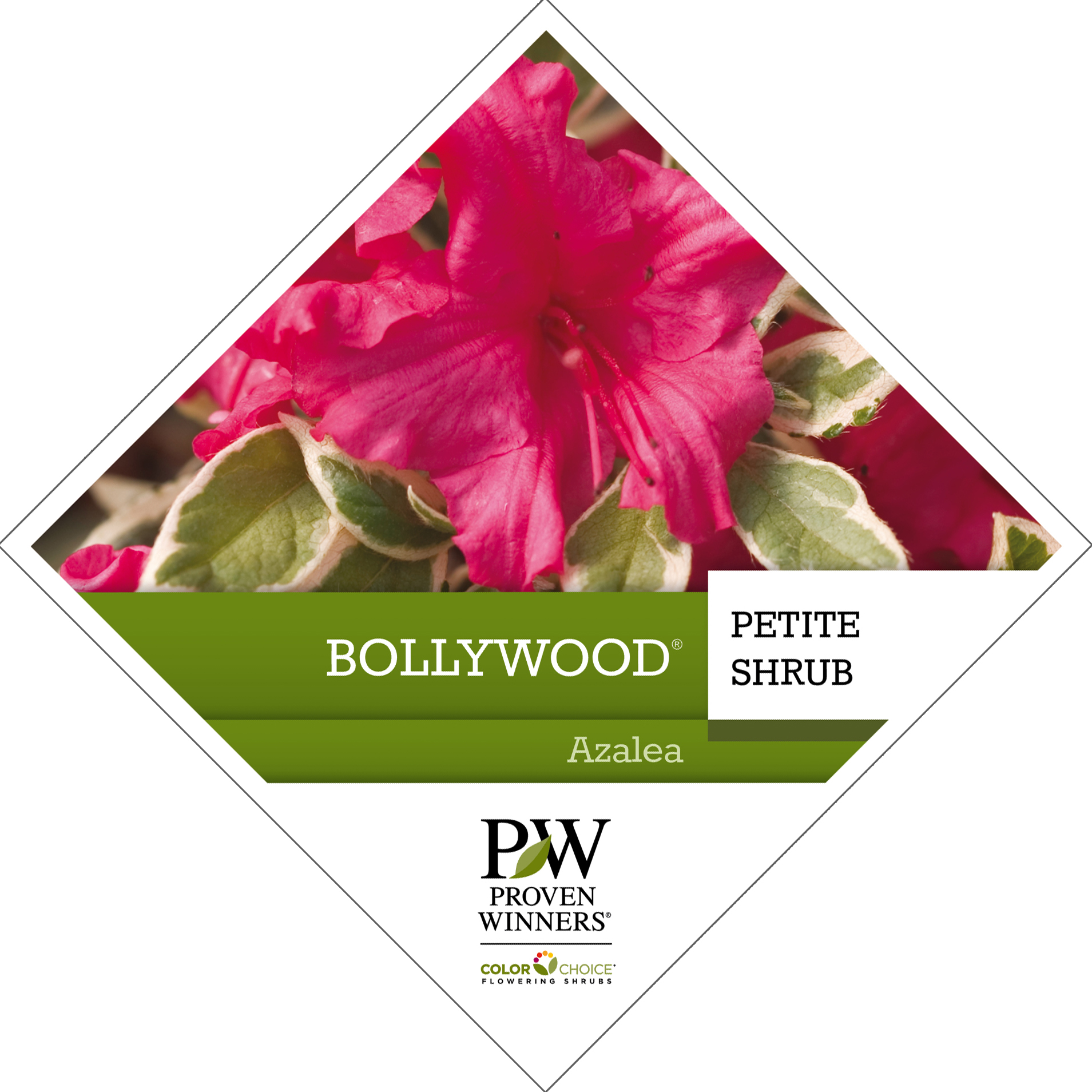 Preview of Bollywood® Rhododendron Tag PDF