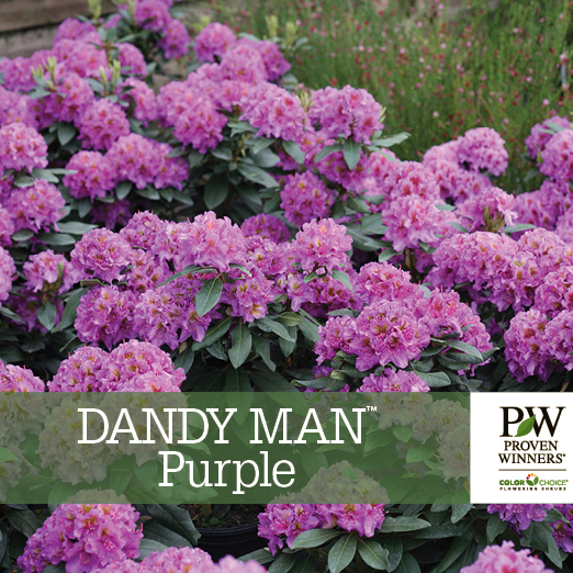 Preview of Dandy Man® Purple Rhododendron Benchmark PDF