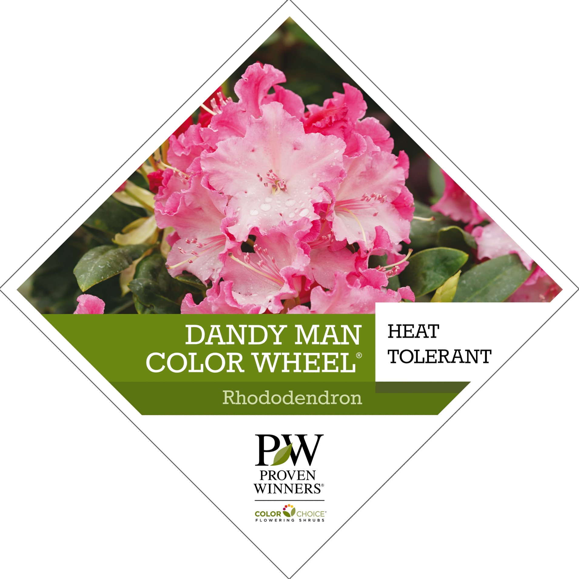 Preview of Dandy Man Color Wheel® Rhododendron Tag   PDF