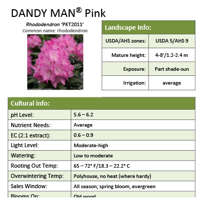 Preview of Dandy Man® Pink Rhododendron Grower Sheet PDF