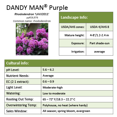 Preview of Dandy Man® Purple Rhododendron Grower Sheet PDF