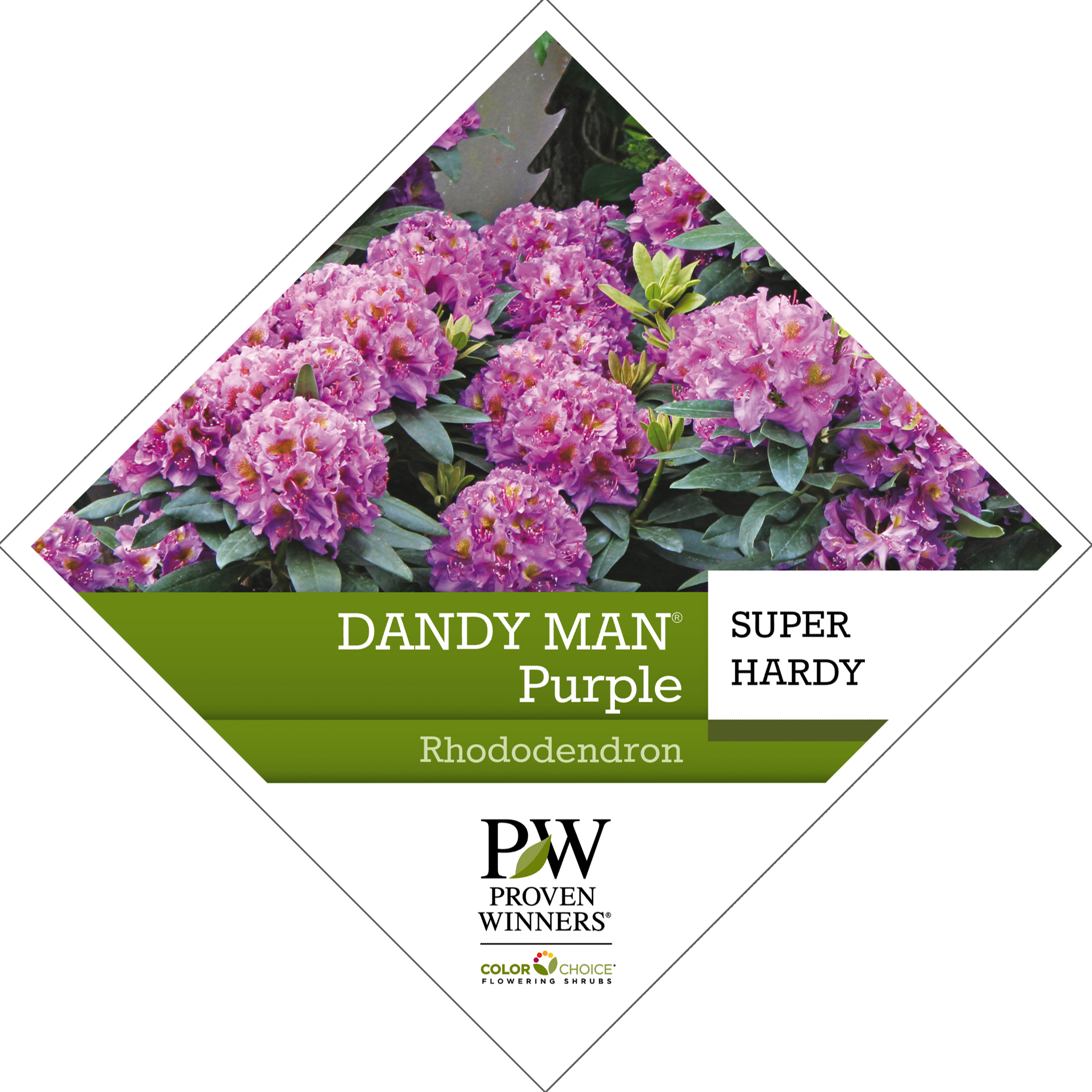 Preview of Dandy Man® Purple Rhododendron Tag PDF