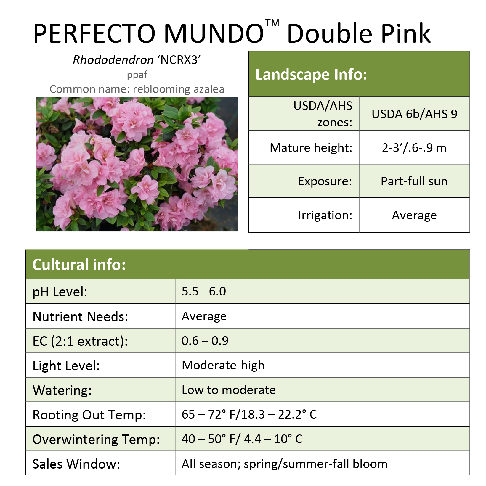 Preview of Perfecto Mundo™ Double Pink Rhododendron Grower Sheet PDF