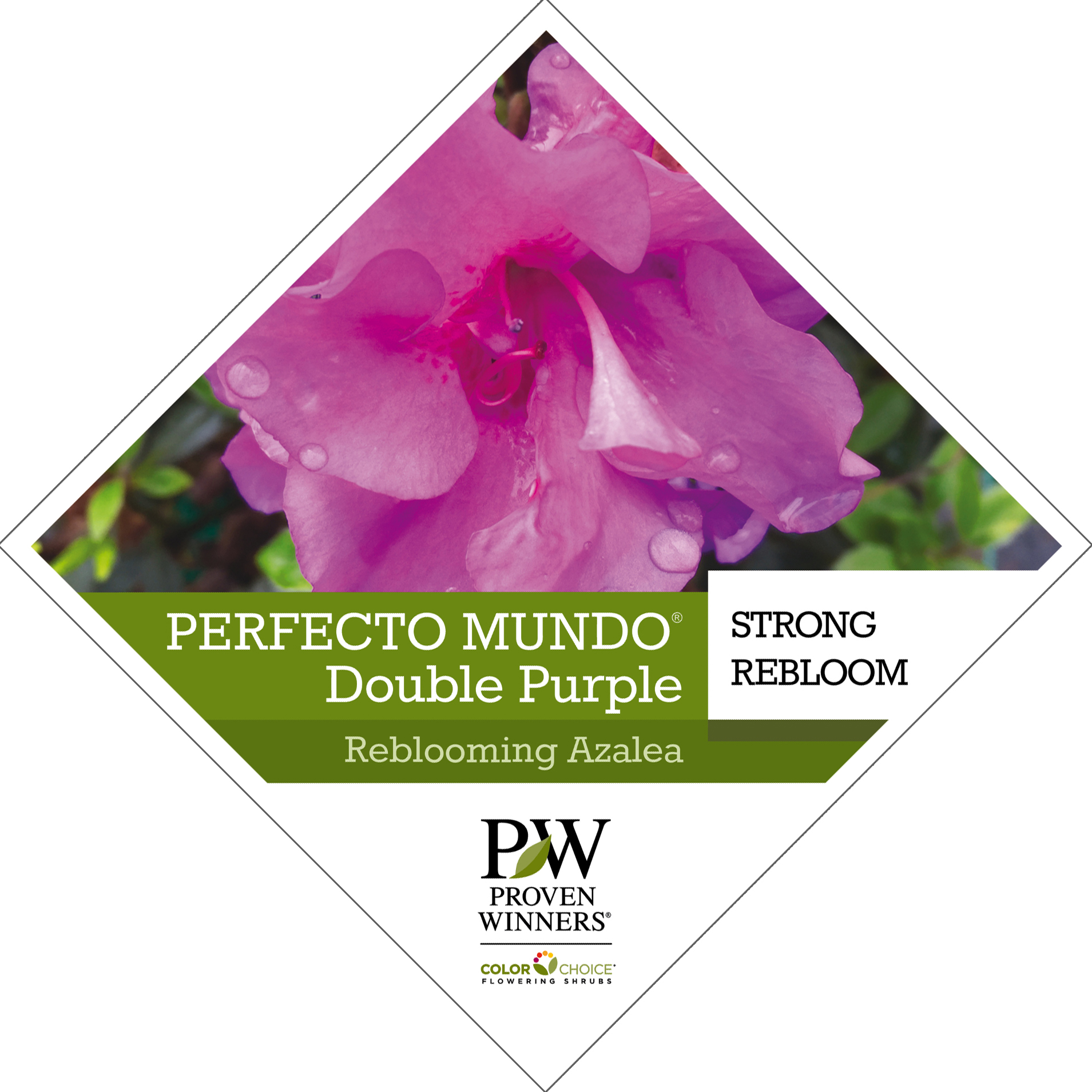 Preview of Perfecto Mundo® Double Purple Azalea tag PDF