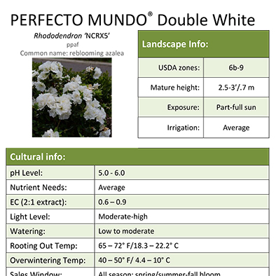 Preview of Perfecto Mundo® Double White Rhododendron Grower Sheet PDF
