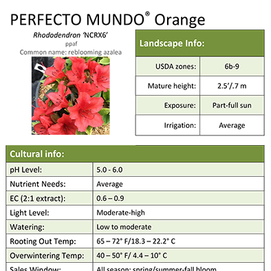 Preview of Perfecto Mundo® Orange Rhododendron Grower Sheet PDF