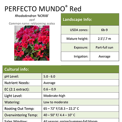 Preview of Perfecto Mundo® Red Rhododendron Grower Sheet PDF