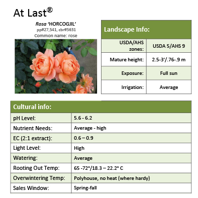 Preview of At Last­® Rosa Grower Sheet PDF