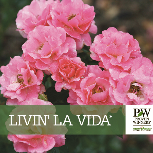 Preview of Livin’ La Vida® Rosa Benchcard PDF