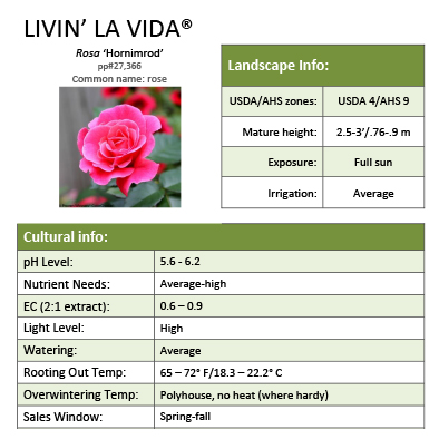 Preview of Livin’ La Vida® Rosa Grower Sheet PDF