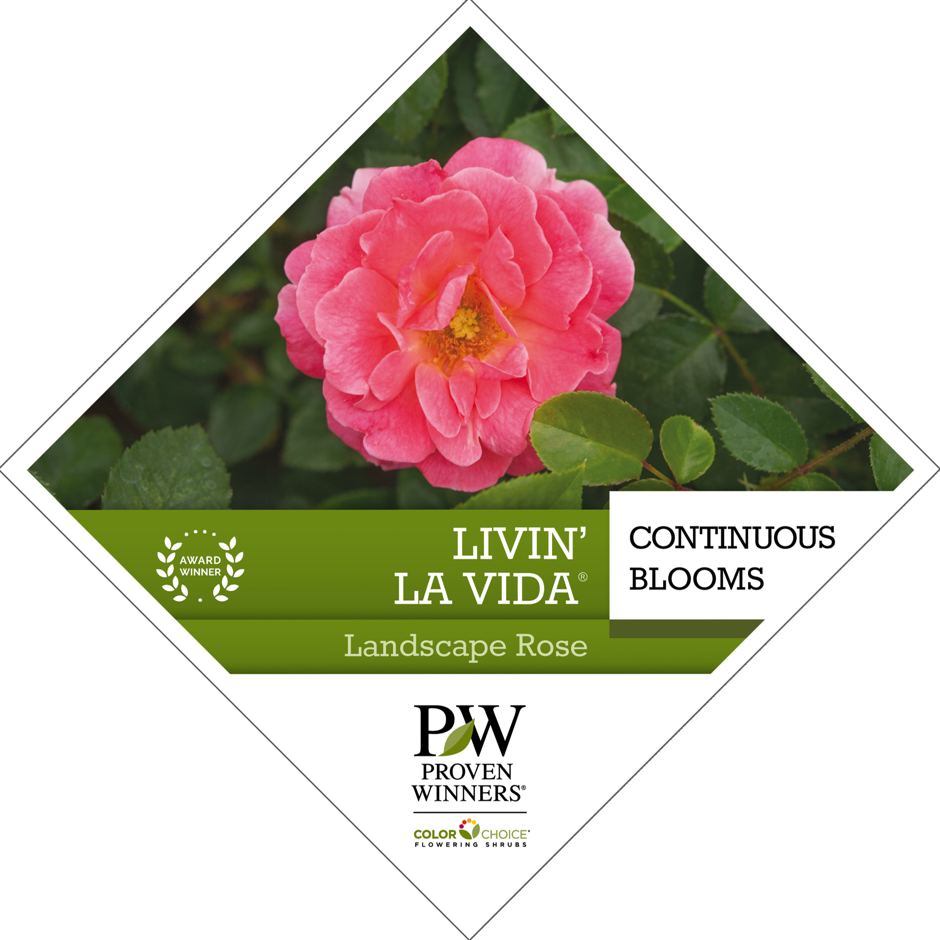 Preview of Livin’ La Vida® Rosa Tag PDF
