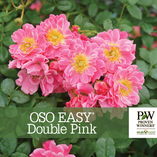 Preview of Oso Easy® Double Pink Rosa Benchcard PDF