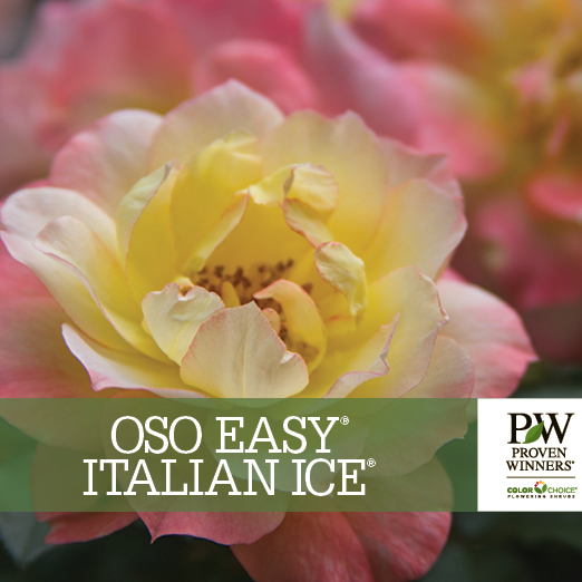 Preview of Oso Easy® Italian Ice® Rosa Benchcard PDF