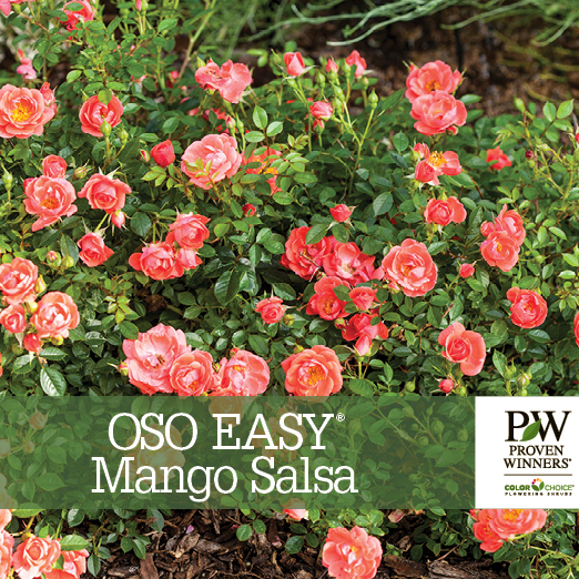 Preview of Oso Easy® Mango Salsa Rosa Benchcard PDF