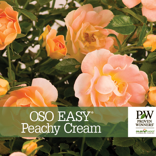 Preview of Oso Easy® Peachy Cream Rosa Benchcard PDF