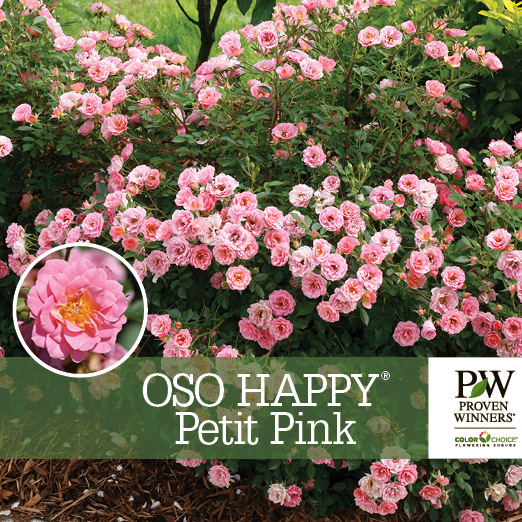 Preview of Oso Easy® Petite Pink Rosa Benchcard PDF