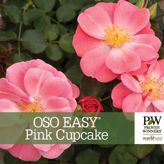 Preview of Oso Easy® Pink Cupcake Rosa Benchcard PDF