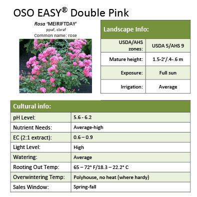 Preview of Oso Easy® Double Pink Rosa Grower Sheet PDF